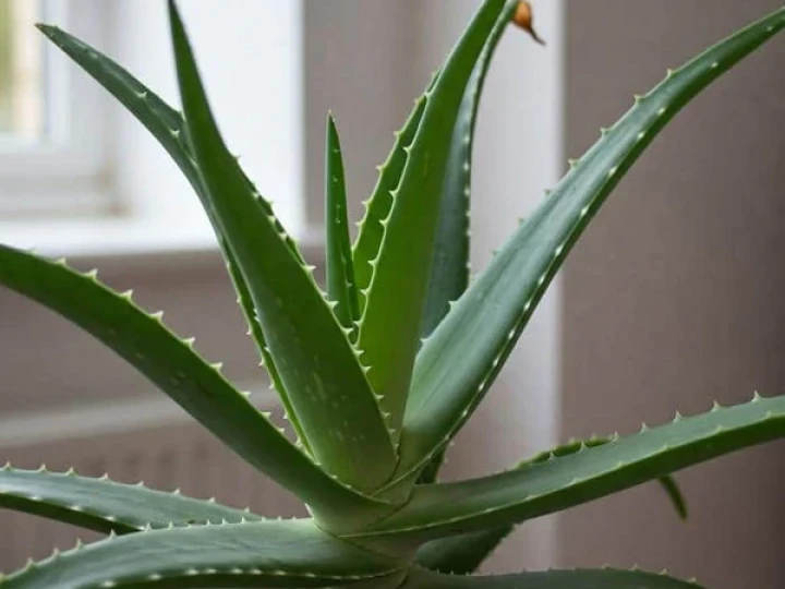 Aloe Vera
