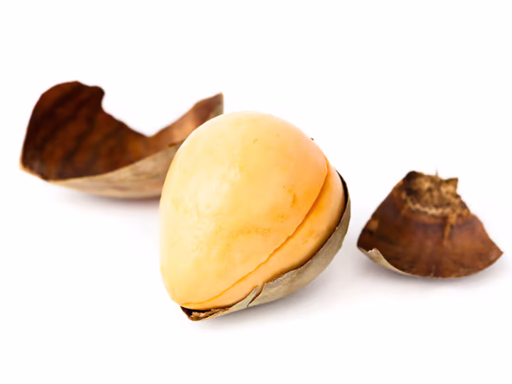 Avocado Seed