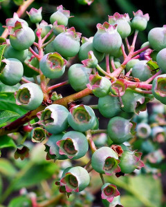 Bilberry