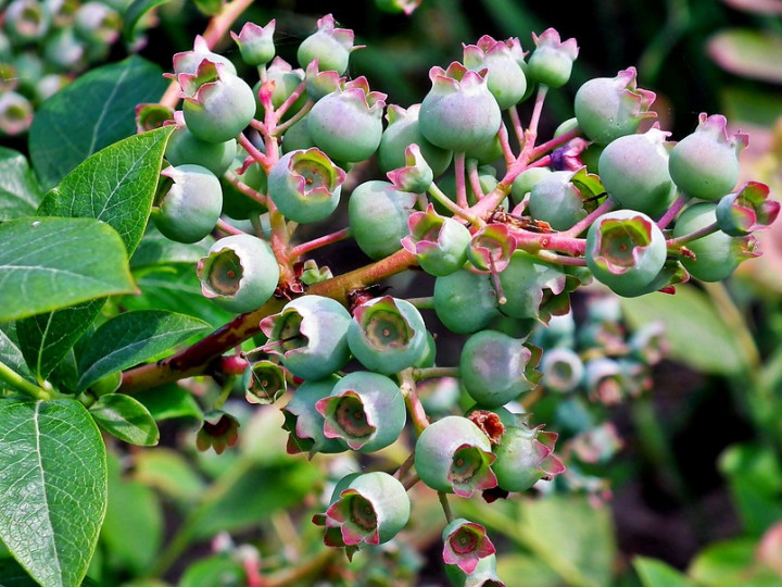Bilberry