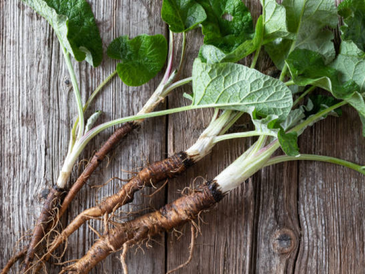 Burdock Root
