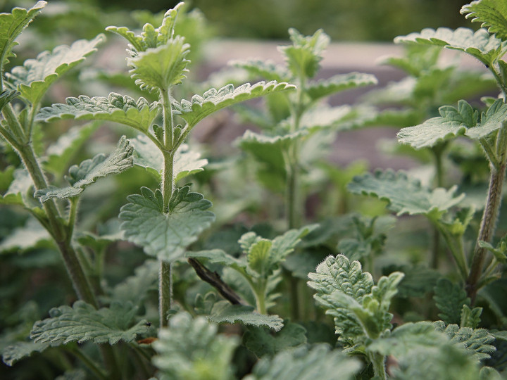 Catnip