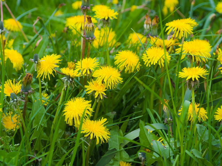 Dandelion