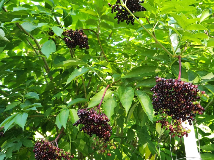 Elderberry