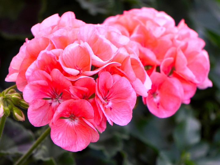 Geranium EO