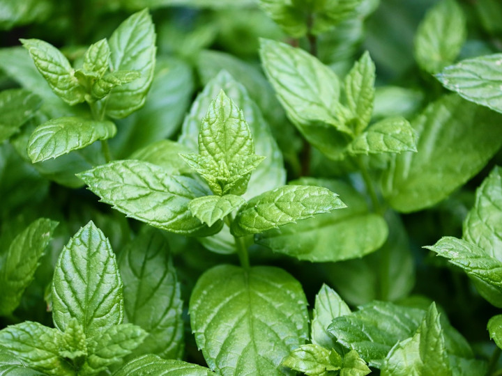 Peppermint