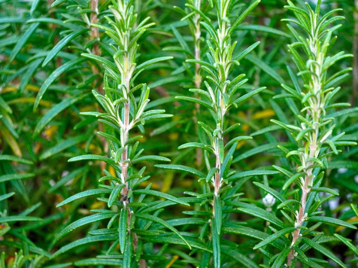 Rosemary
