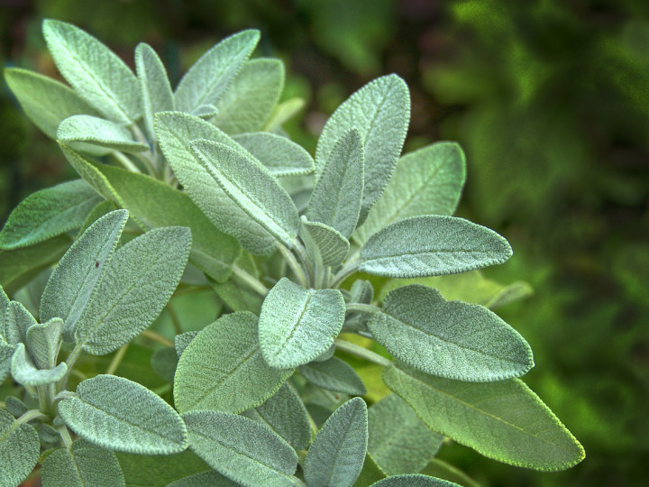 Sage